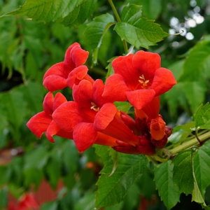 Campsis Hot Lips